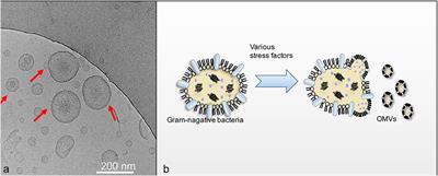 Engineered Bacterial Outer Membrane Vesicles as Multifunctional Delivery Platforms